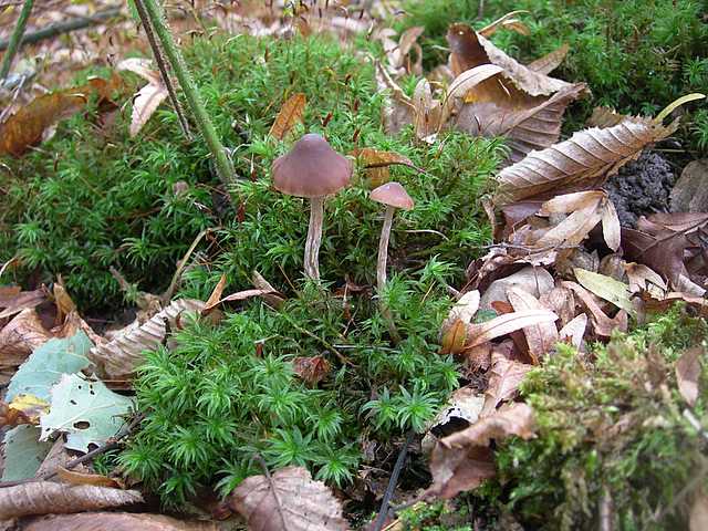 Naucoria bohemica   Velen.